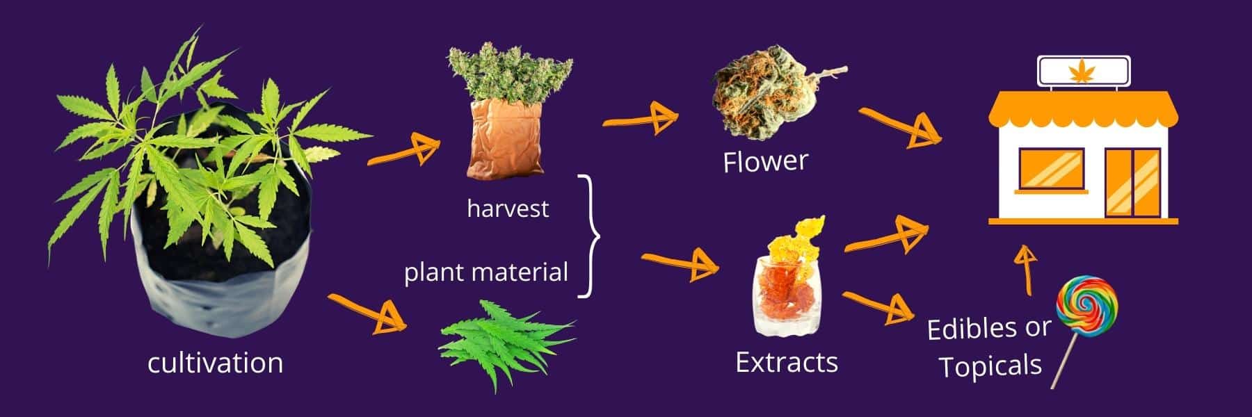 product life cycle